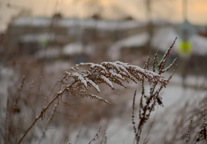 Warm winter - My, Winter, Snow