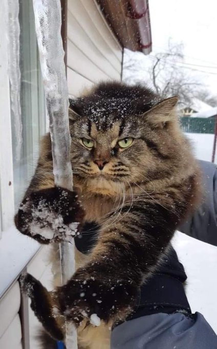 Seasoned - cat, freezing, Icicles