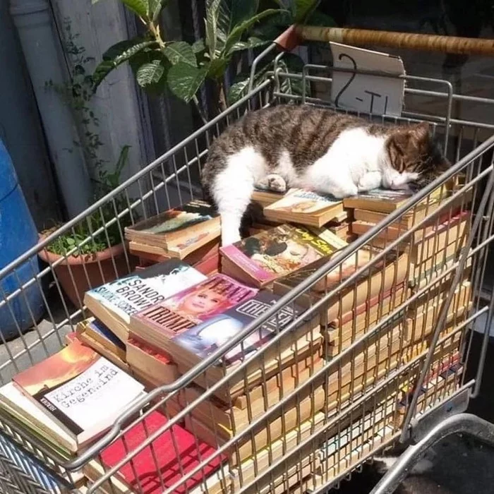 Studied - cat, Books, Dream, Shopping cart, Milota