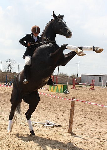 Archive of the post of March 3, 2019. Horse to man wings... - My, Horses, Horseback Riding, Longpost, Sports girls, Sport, Jumping, Dressage