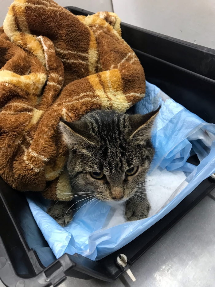 Ответ на пост «Разорванную собаками кошку, которая вмерзла в лед, спасли в татарстанской Елабуге волонтеры»