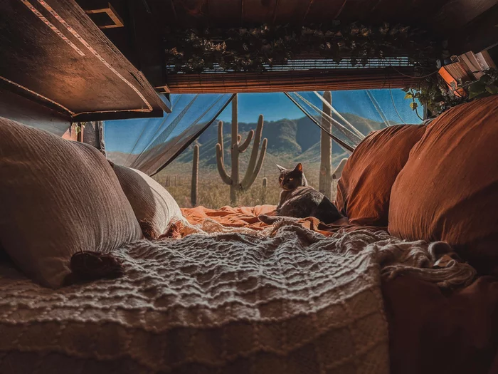 Cat. Van. Desert - cat, Pets, Desert