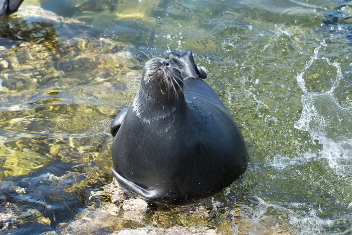 Yes, what do you know about pleasure! - Seal, Baikal, Island, Thin, National park, Pleasure, Relaxation, Milota, Seal, Pinnipeds, Predatory animals, Wild animals, The national geographic, wildlife, beauty of nature, The photo