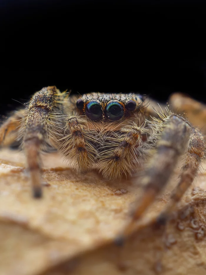 Jumping Spider - My, Macro photography, Jumping spider, Spider