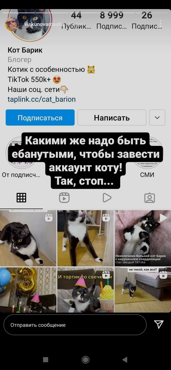 Аккаунты животных в социальных сетях - Моё, Скриншот, Instagram, Инстаграммеры, Животные, Домашние животные, Собака, Кот, Пудель, Мат, Длиннопост