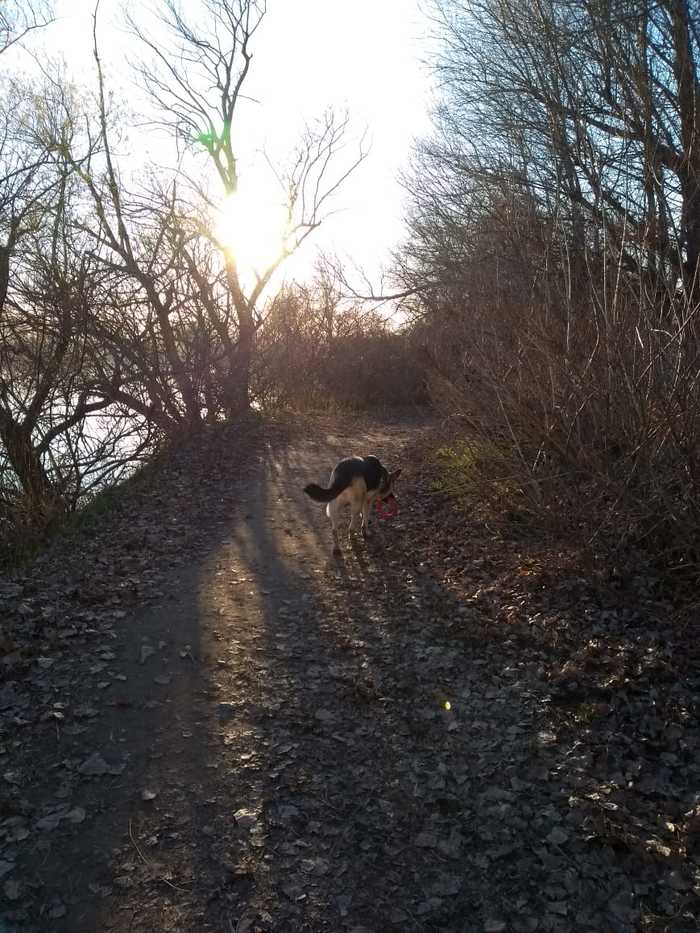 Dog - on the river reveler - My, East European Shepherd, Walk, Dog, Longpost