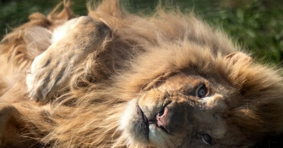 Болеющий лев. Счастливый Лев. Лев боль. Un Lion компания.