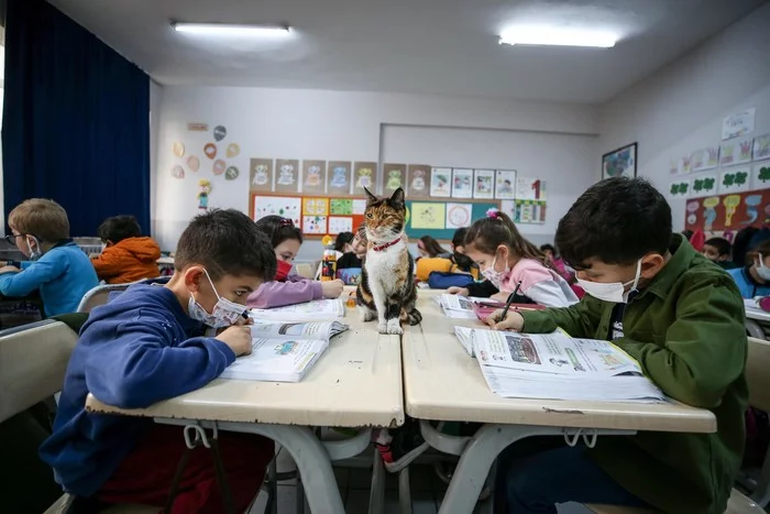 The teacher is good and the lessons are interesting) - cat, Tricolor cat, School, Interesting, Turkey, Bursa, Positive, Longpost