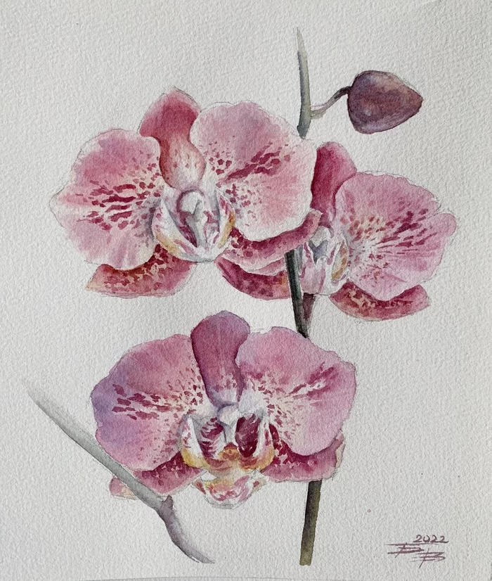 Watercolor orchid - My, Watercolor, Artist, Drawing, Orchids, Painting