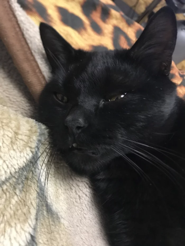 Just a black cat - cat, Black cat, Mobile photography, Longpost