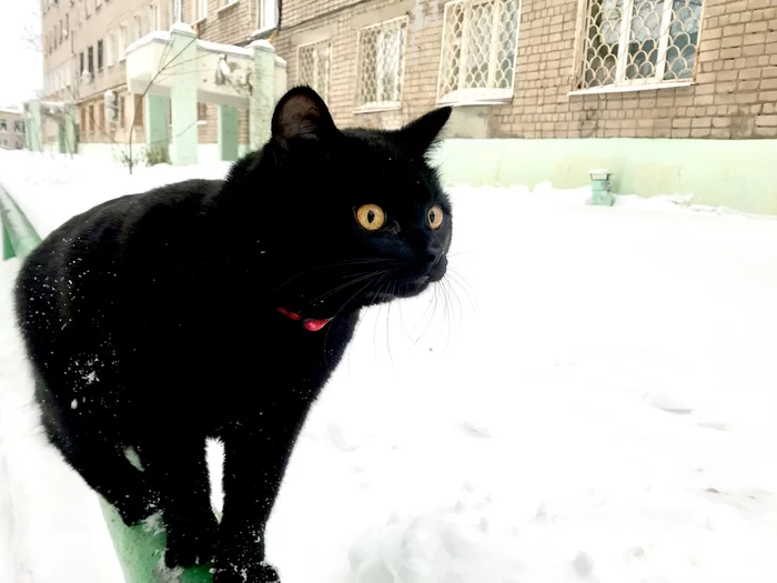 Just a black cat - cat, Black cat, Mobile photography, Longpost