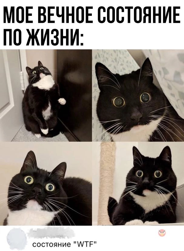 Состояние - Юмор, Жизненно, Кот