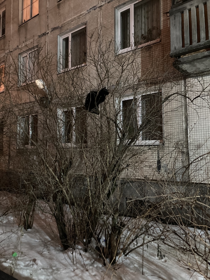 Утренний наблюдатель