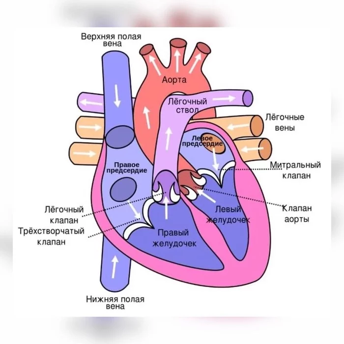 Heart - My, Heart, Anatomy, The medicine, Health, The science, Education, Longpost