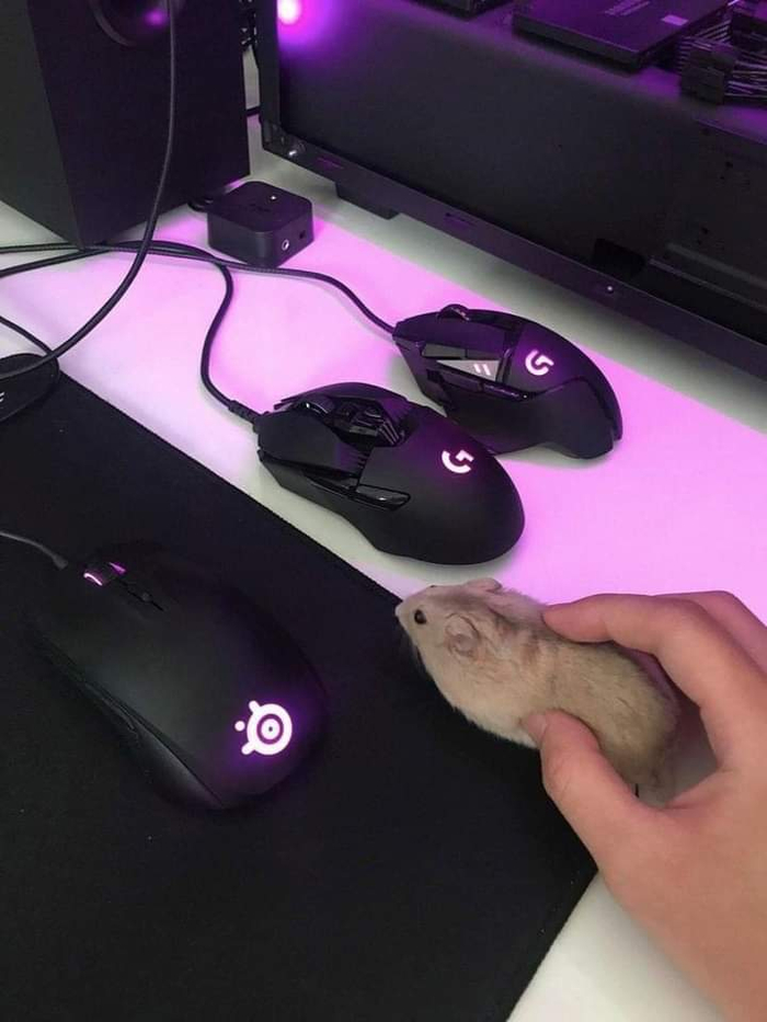 Это мышь, я программист Мышь, Компьютерная мышка