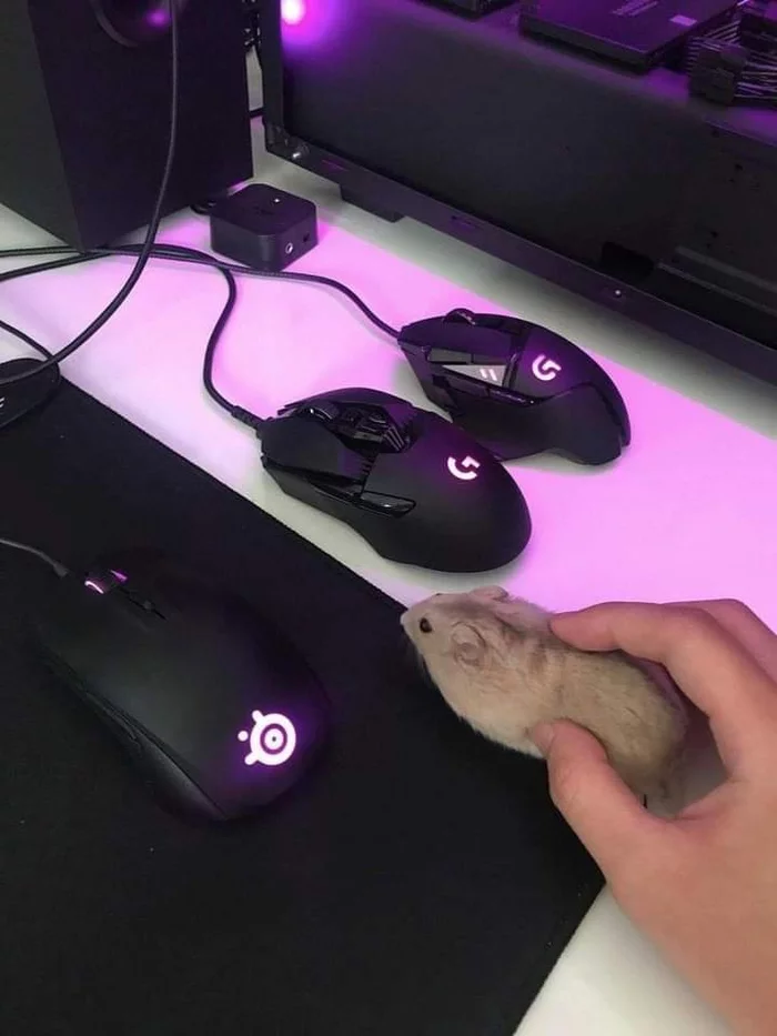 It's a mouse, I'm a programmer - Mouse, PC mouse