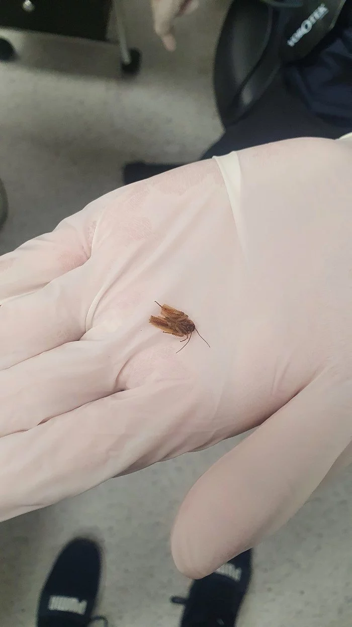 Pawned an ear? Refresh an old phobia - news, Oddities, Translation, Cockroaches in my head, Longpost