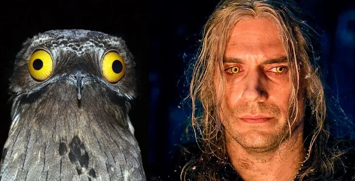 The Witcher of the Goat School - Witcher, The Witcher series, Nightjar, Similarity, Henry Cavill