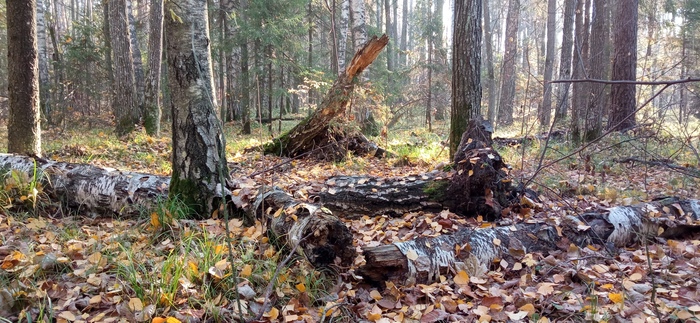 Осенние коряги