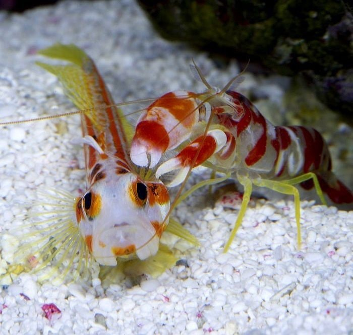 Shrimp-nutcracker shoots plasma - My, Nauchpop, Shrimps, The science, Biology, Research, Longpost, Video