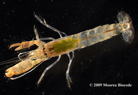 Shrimp-nutcracker shoots plasma - My, Nauchpop, Shrimps, The science, Biology, Research, Longpost, Video