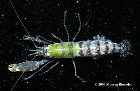 Shrimp-nutcracker shoots plasma - My, Nauchpop, Shrimps, The science, Biology, Research, Longpost, Video