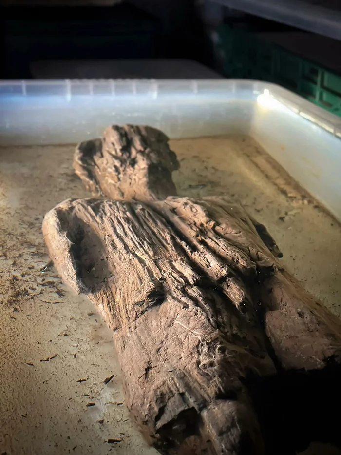 In the UK, found the rarest wooden statue of the Roman era - Archeology, Interesting, Story, Archaeological finds, The Roman Empire, Great Britain, Archaeological excavations, Video, Longpost