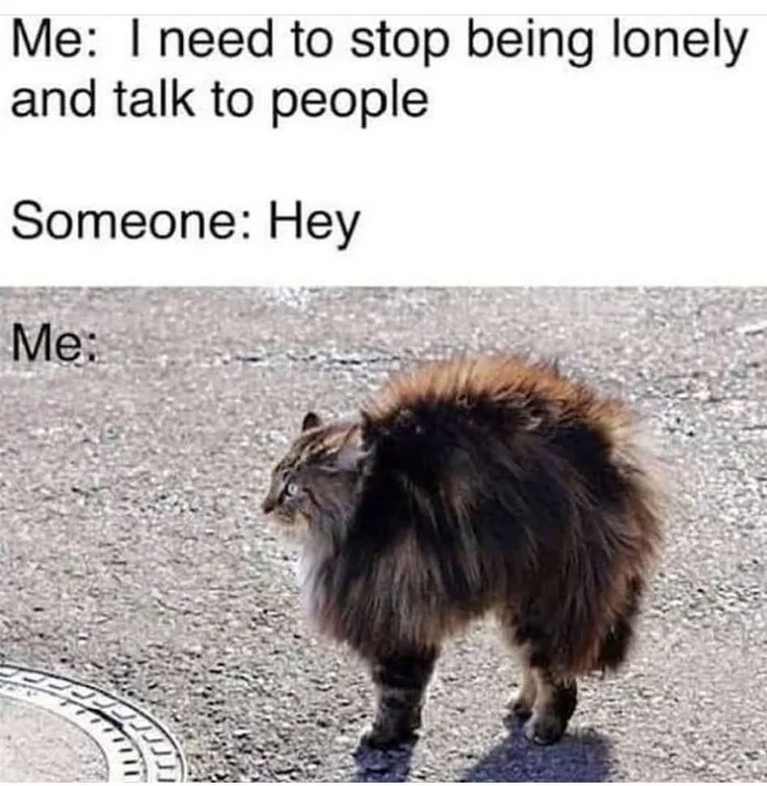 So I'm soft and fluffy. - Introvert, cat, Picture with text, Translation