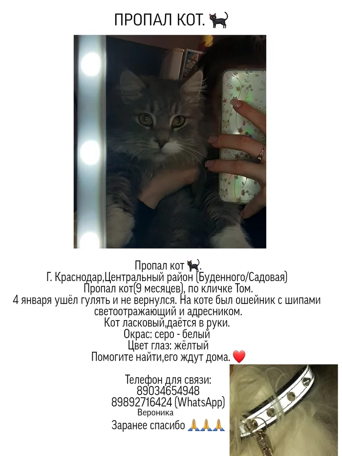 The cat is gone - My, Kittens, Fluffy, cat, Lost cat, Krasnodar, No rating