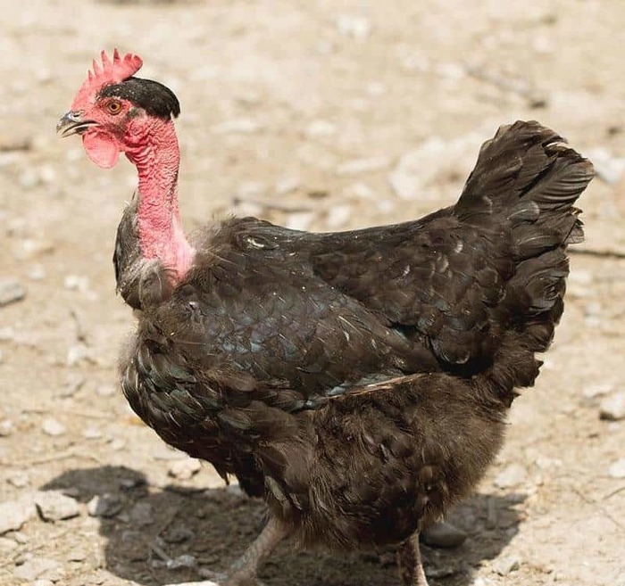 Интересные и необычные факты про куриц | Пикабу
