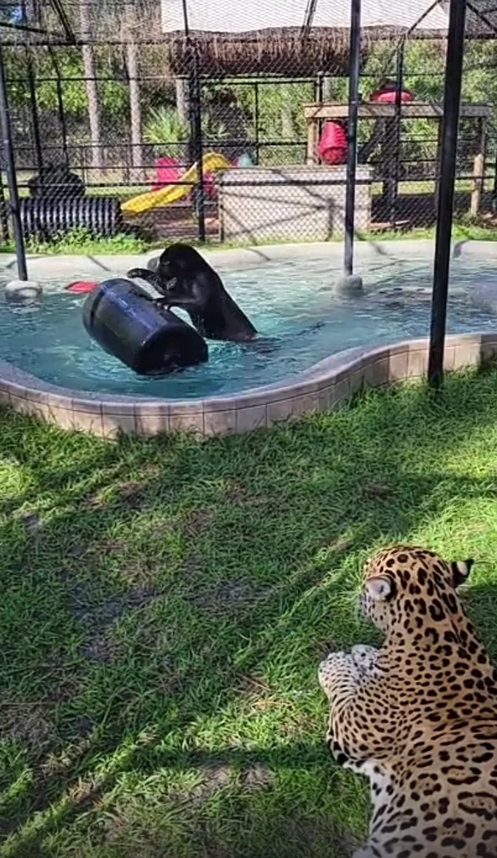 Winter entertainment) - Jaguar, Big cats, Cat family, Predatory animals, Wild animals, Black Panther, Florida, USA, Species conservation, Video, Longpost, Swimming pool, Interesting