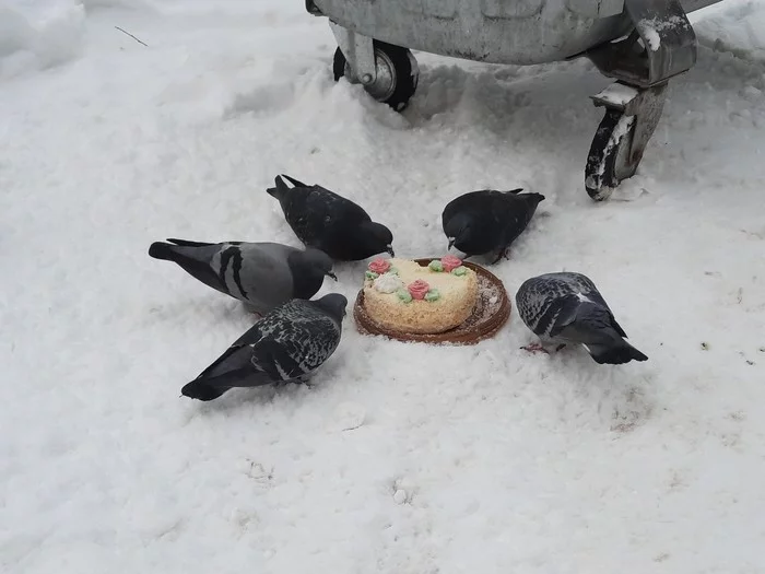 Festive - My, Pigeon, Cake, Holidays are over, Birds