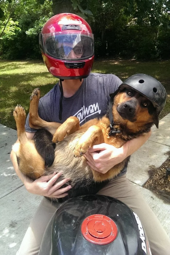 Moto-buddy - Dog, Moto, Helmet, Milota, On the handles