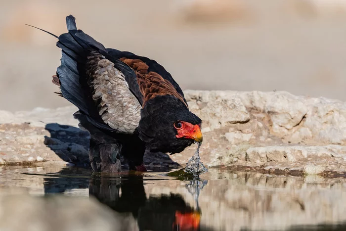 Eagle-buffoon at a watering hole - Oryol-Skomorokh, Predator birds, Waterhole, Wild animals, wildlife, National park, South Africa, The photo