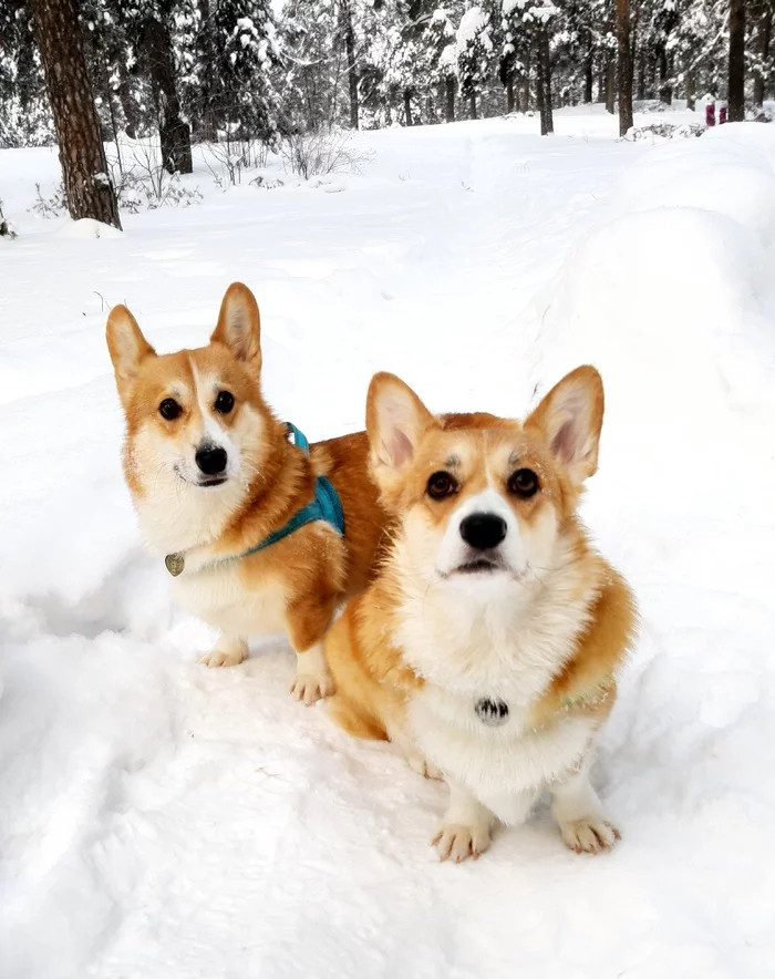 Two is better than one - My, Dog, Corgi, Pets, Pets, Vertical video, Walk in the woods, Video, Longpost