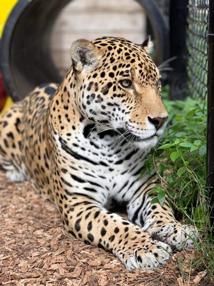 Котик ждёт гостей