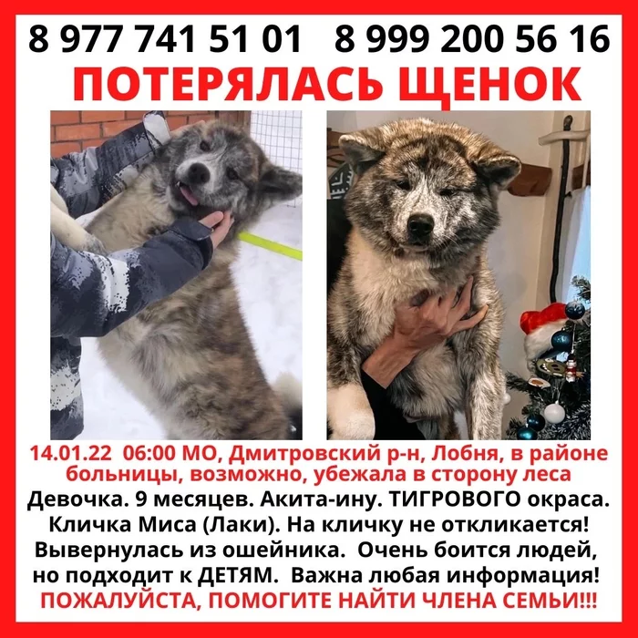 Lost puppy - My, The dog is missing, Moscow region, Helping animals, Lost, The strength of the Peekaboo, Veterinary, Animal Rescue, Dog, No rating