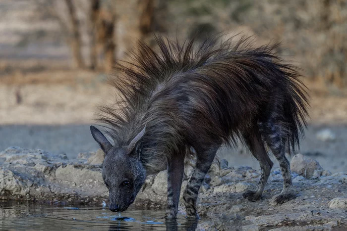 Brown hyena at a watering hole - Hyena, Brown hyena, Predatory animals, Wild animals, wildlife, Reserves and sanctuaries, South Africa, The photo, Waterhole