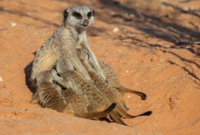 African Madonna - Meerkat, Predatory animals, Wild animals, wildlife, Reserves and sanctuaries, South Africa, The photo, Feeding, Young, Female