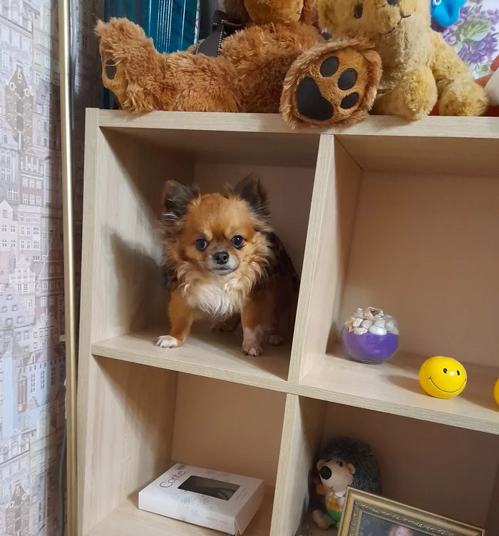 When you know how to fit perfectly into the interior - My, Picture with text, Dog, Humor, Milota, Mimicry, Chihuahua, The photo