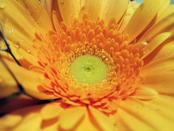 Gerbera - My, Mobile photography, Flowers, Gerberas, beauty, Drops