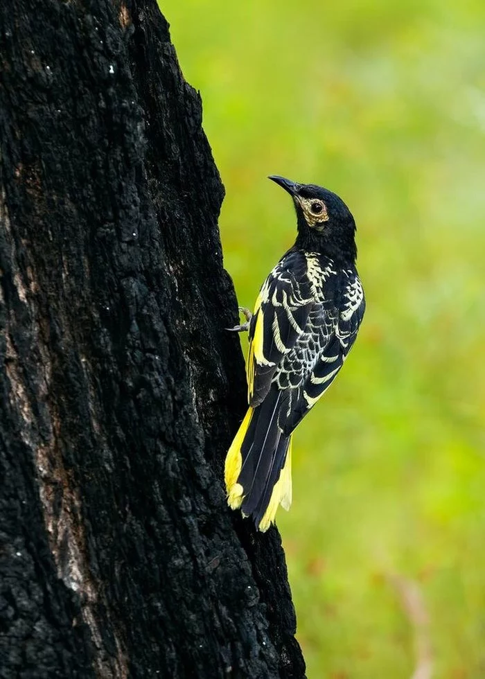 There are only 300 warty honeyeaters left on the planet - Birds, Endemic, Endangered species, Passerines, Australia, Animal Rescue, Species conservation, Wild animals, Video, Longpost