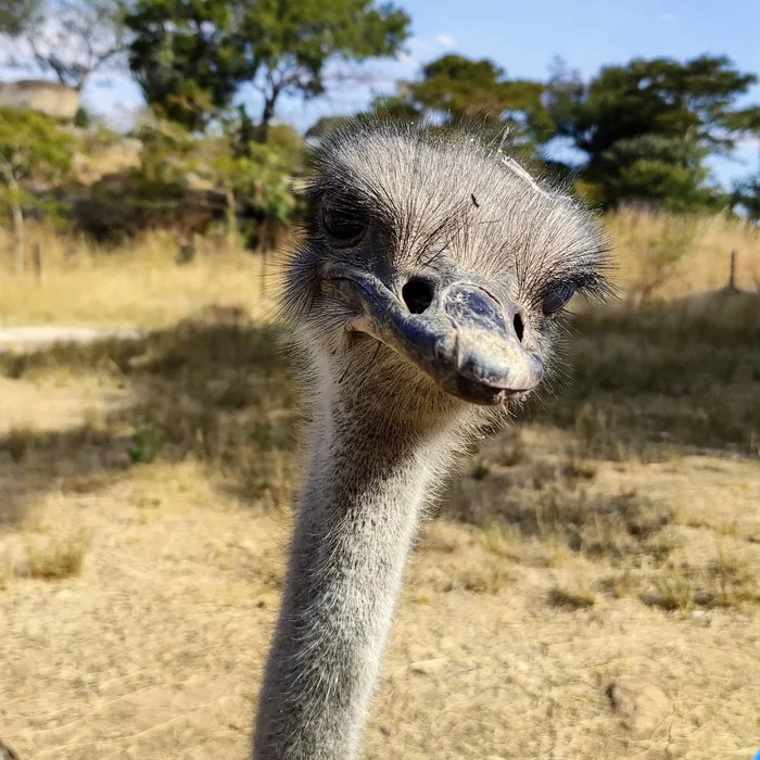 Ostrich. Zimbabwe - My, Africa, Zimbabwe, Animals, Mobile photography, Ostrich