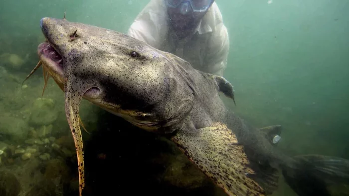 Catfish Gunch: A monster from the muddy rivers of Asia. He is accused of hunting people, but it seems that everything is not so simple. - Catfish, A fish, Animal book, Yandex Zen, Longpost, Interesting, Southeast Asia