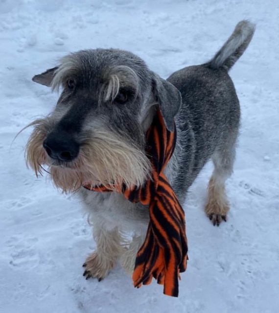 Continuation of the post Standard Schnauzer Jardin - Standard Schnauzer, Schnauzers, Dog, In good hands, Saint Petersburg, Pets, No rating, Helping animals, Reply to post, Longpost