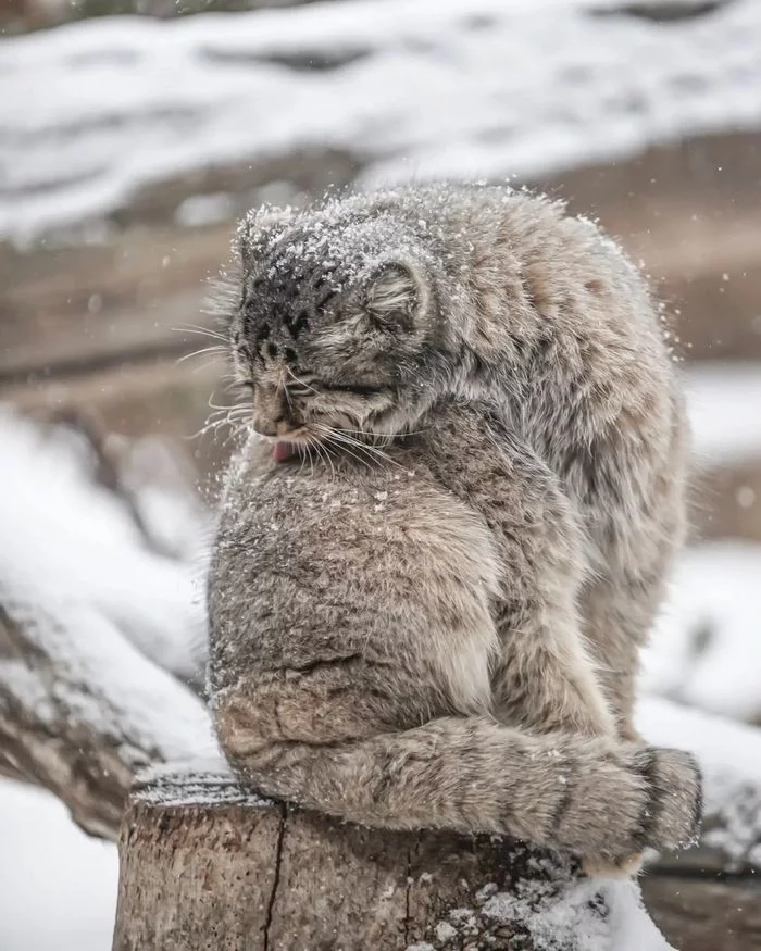 Please wait! - Fluffy, Cat family, Wild animals, Rare view, Predatory animals, Small cats, Pallas' cat, Pet the cat, Japan, Yokohama, Yokohama, Zoo, Longpost