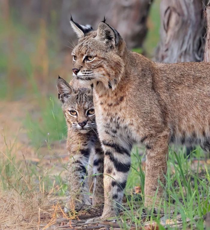 On the hunt - Lynx, Lynx, Small cats, Cat family, Predatory animals, Wild animals, wildlife, California, North America, The photo, Young