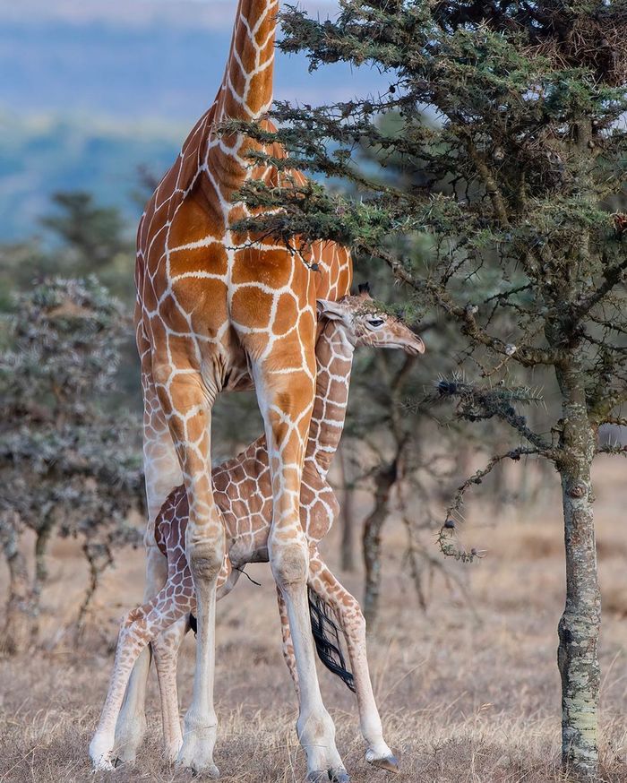 Safest place - Giraffe, Artiodactyls, Wild animals, wildlife, Reserves and sanctuaries, Africa, The photo, Young