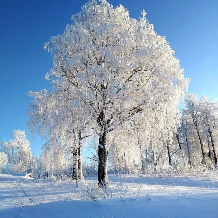 Mysterious magic in nature: wonderful dreams of trees - Winter, Forest, Poetry, Landscape, Poems, Lyrics, Fedor Tyutchev