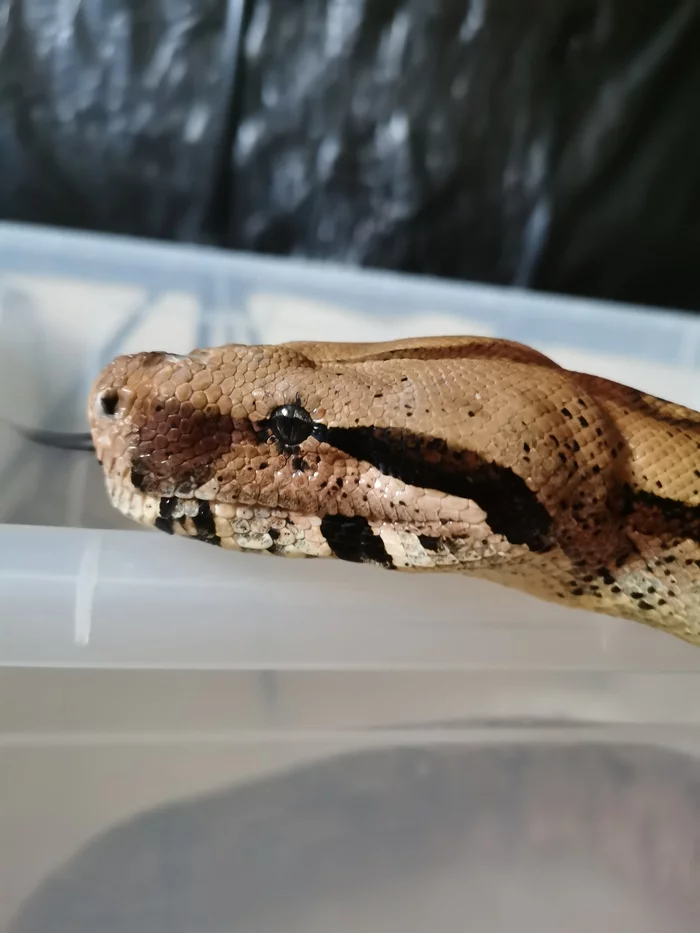Continuation of the post Purulent abscess and stomatitis in a snake - My, Snake, Imperial boa constrictor, Reptiles at home, Boa, Pets, Treatment, Video, Reply to post, Longpost